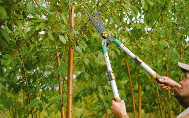 Tree trimming in Pleasant Hill, IA